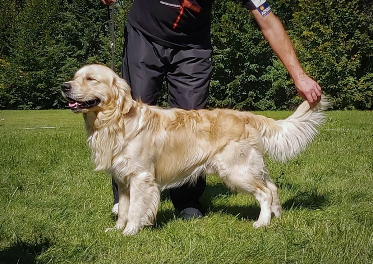 Ringokris Raymur Neleus | Golden Retriever 