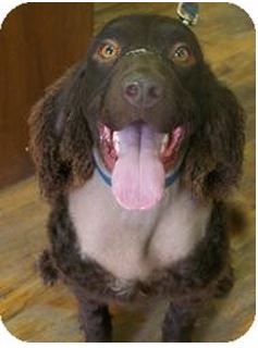 Camo-Rescue | American Water Spaniel 