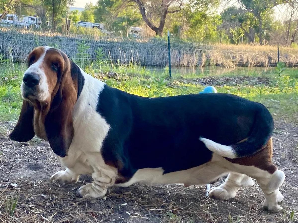 Update Ringside Queen BREENBRASS | Basset Hound 