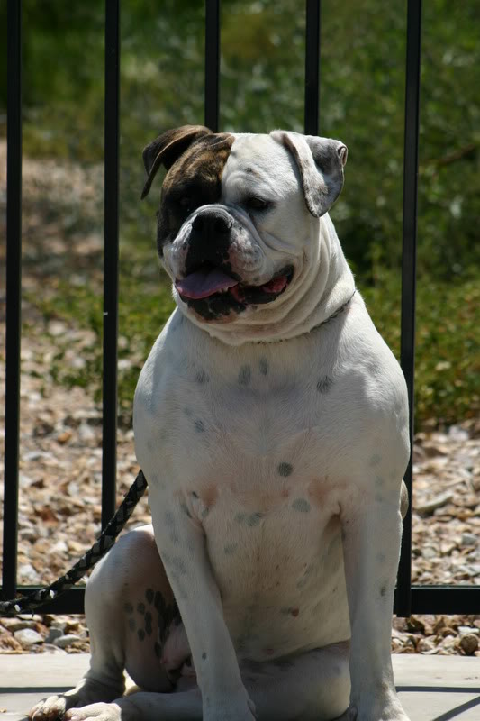 Empire's Terra | American Bulldog 