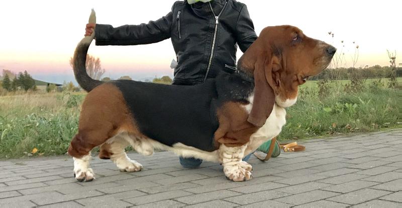 Confident snoopers Bernd | Basset Hound 