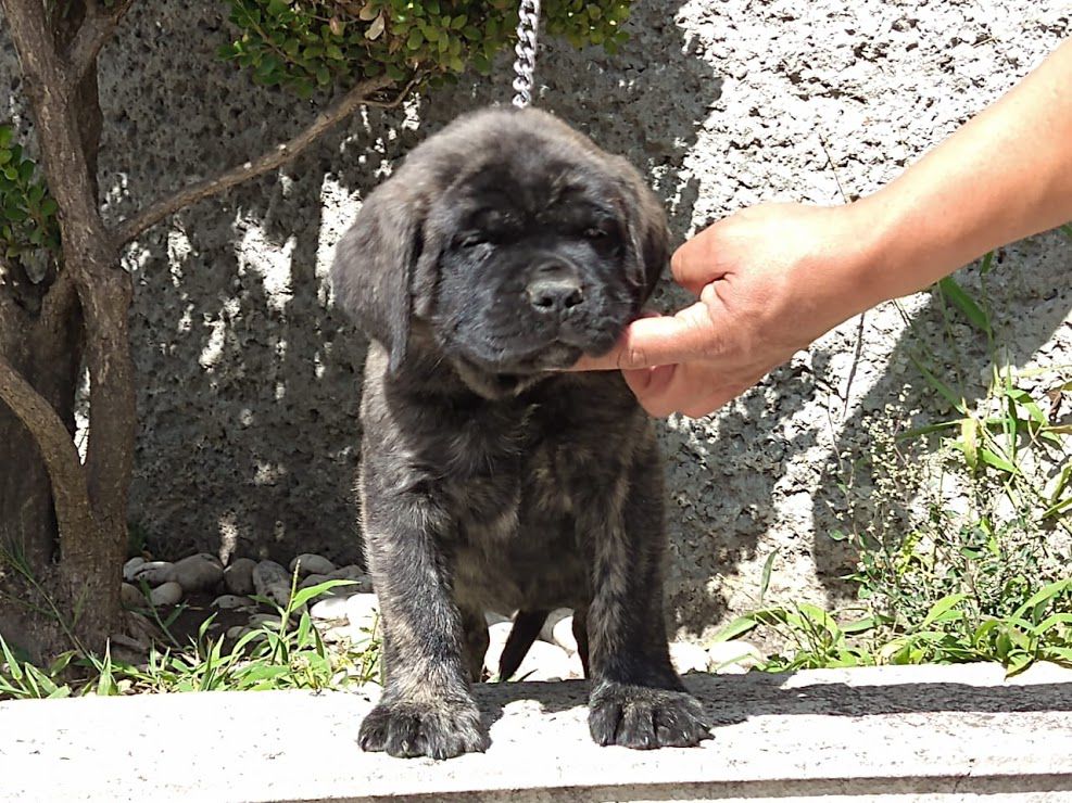 LORNA JR | Mastiff 