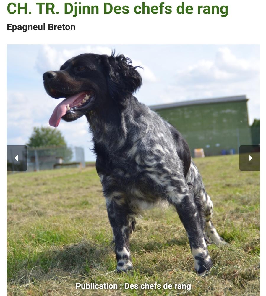 DJINN des Chefs de Rang | Brittany 