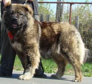 SAMO SOVERSHENSTVO IZ STOLITSY SIBIRI (RUS) | Caucasian Mountain Dog 