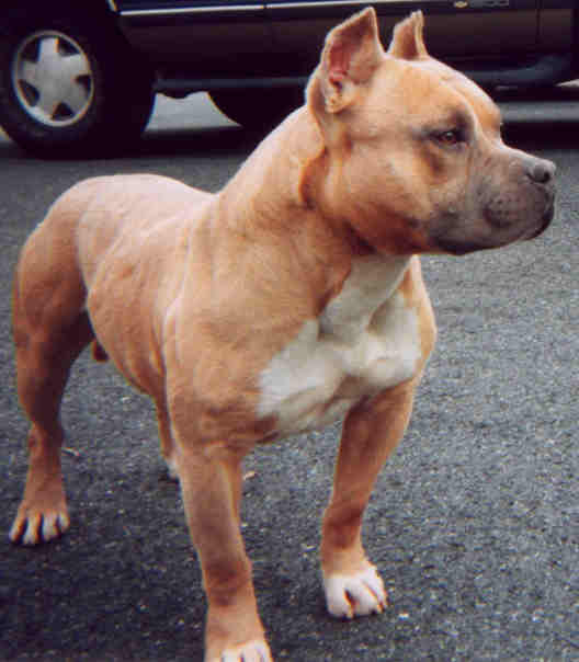 Perdue's Phoebus Bluz Chiller | American Staffordshire Terrier 