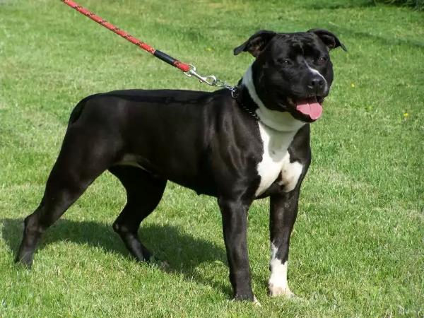 once in a blue moon Gabbana dg | American Staffordshire Terrier 