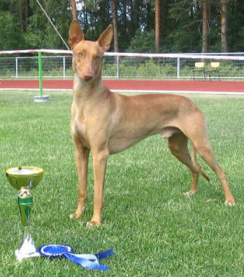 Antefa's Qeanu-Kaa | Pharaoh Hound 