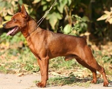Ten Luny Brem Bel Kanto | Miniature Pinscher 