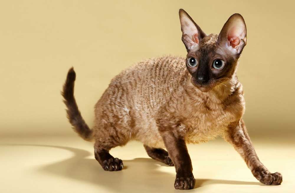Cornish Rex