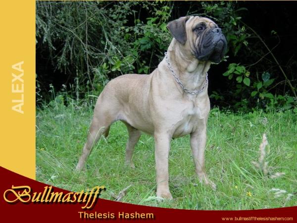 ALBIA VON DC-13 | Bullmastiff 