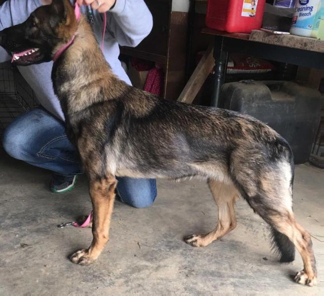 It's A Deal Lucille | German Shepherd Dog 
