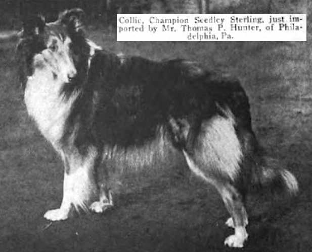 Seedley Sterling | Rough Collie 