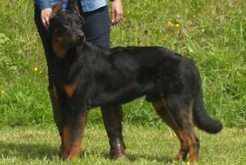 Imperator's Legacy Challenging Life | Beauceron 