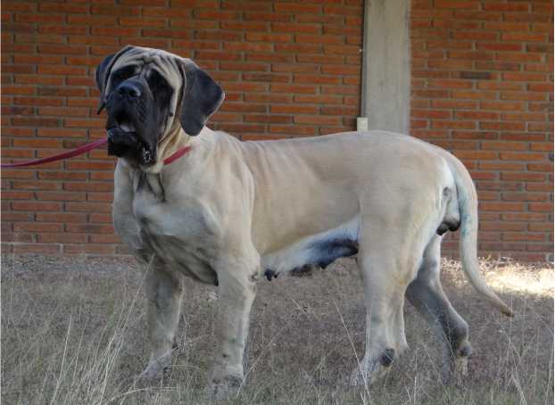 FIONAA (ORDOÑEZ) | Mastiff 