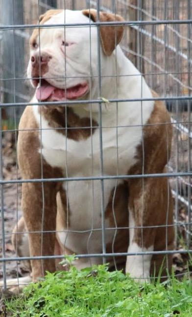 Cajun Country's Daisy | American Bulldog 