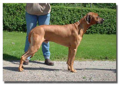 Maiden's Incredible Indy | Rhodesian Ridgeback 