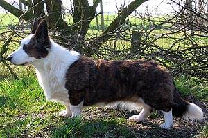 GUCCI'S CIAO Mackinlay | Cardigan Welsh Corgi 