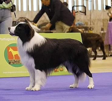 Bealtaine Dark In The Dark | Border Collie 