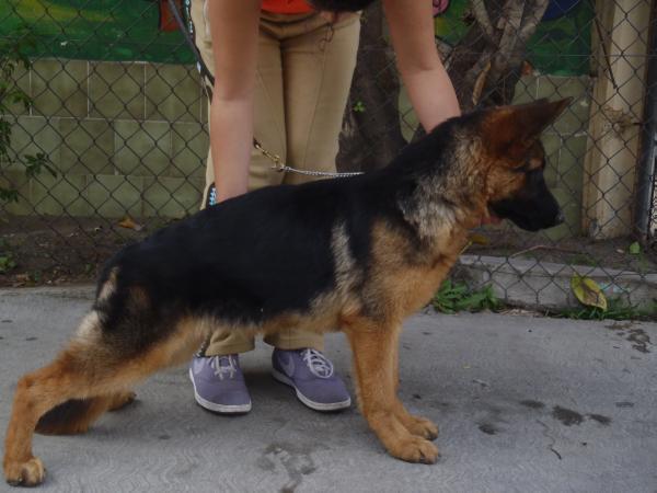 Agnes von Haus O'Farrell | German Shepherd Dog 