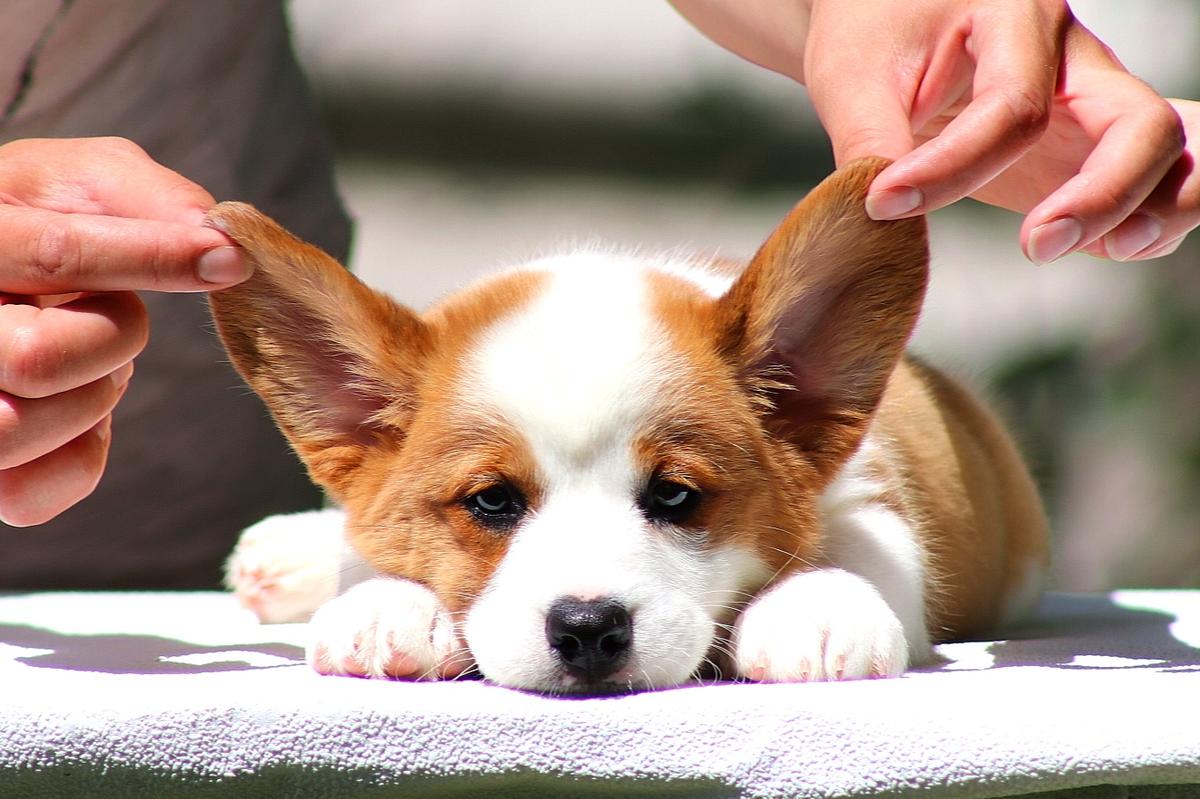 Loyal Ally Nimfa | Cardigan Welsh Corgi 