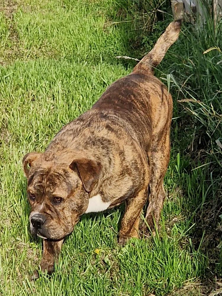 House of Monsters Pumba | Olde English Bulldogge 