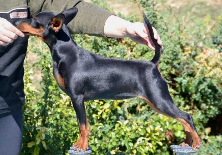 Jump For Joy Of Transylvanian Legend | Miniature Pinscher 