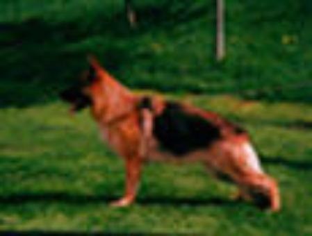 Alderslyst Indian Summer | German Shepherd Dog 
