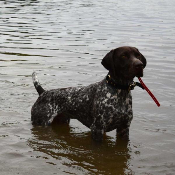 LegacyK Naughty By Nature | German Shorthaired Pointer 