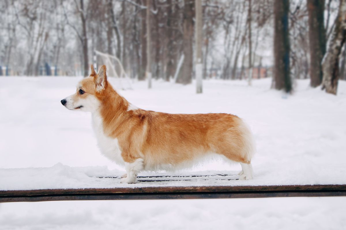 Adelhund Carskaya Osoba | Pembroke Welsh Corgi 