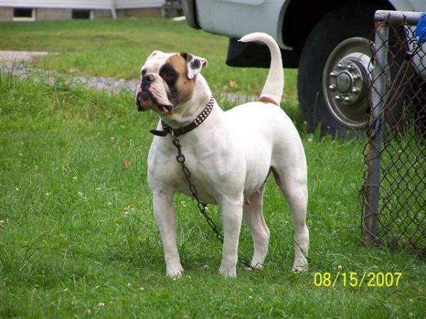 Urban's HotShot Carli of Leist's(AmericanBulldog) | Olde English Bulldogge 