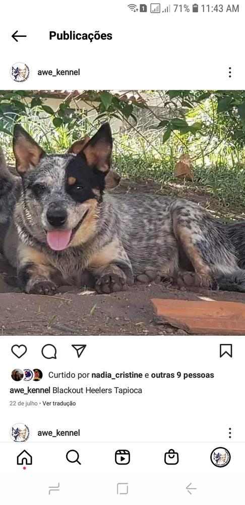 Blackout Heelers Tapioca | Australian Cattle Dog 