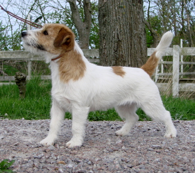 Saltisgårdens Pretty Spiffy | Jack Russell Terrier 