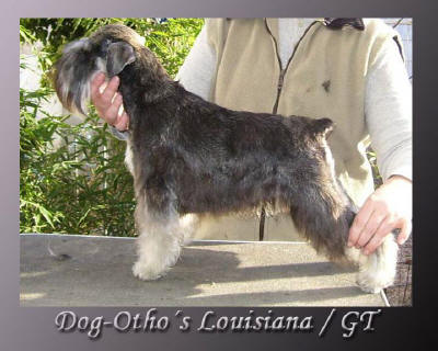 Dog-Otho¿s Louisiana / GT | Miniature Schnauzer 