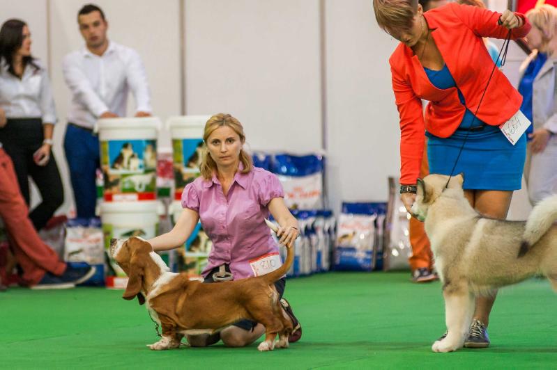 Dominica Moy laskoviy i nezhniy zver' | Basset Hound 