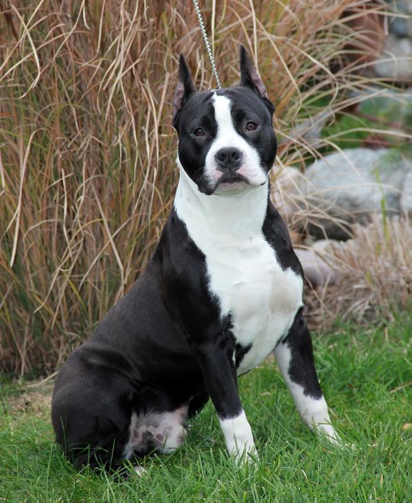 Anikord Paragon Look At Me | American Staffordshire Terrier 