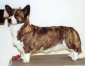 Newcard's Freelancer | Cardigan Welsh Corgi 