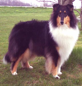 Glasgowhill's Paris It Sizzels | Rough Collie 