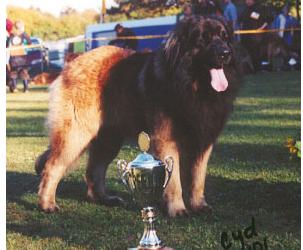 Vathos v. Löwenkraft | Leonberger 