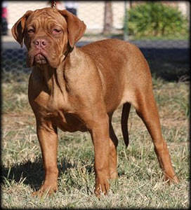 Allegreto Nikkis Nirvana | Dogue de Bordeaux 