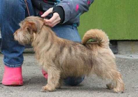 Lamonterra DeLorean | Norfolk Terrier 