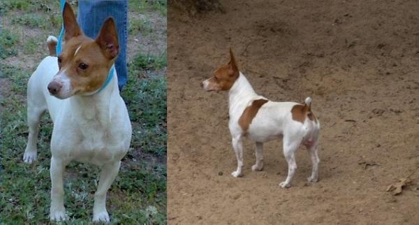 Brooks Ace | Rat Terrier 