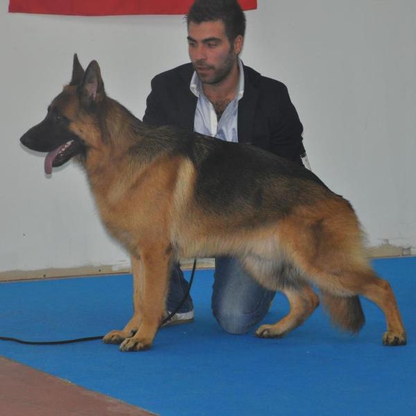 Aron del trentanove | German Shepherd Dog 