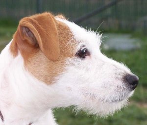 River Glenn Kelsey G of Paradigm | Parson Russell Terrier 