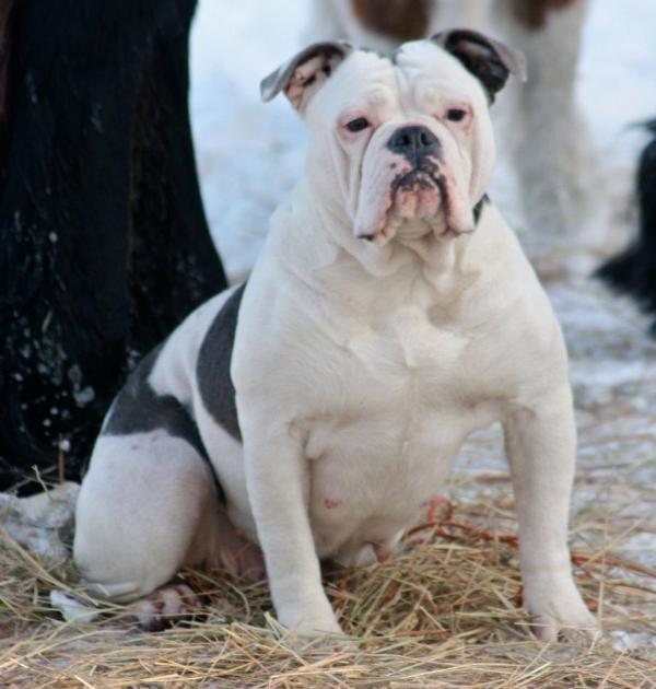 Bullforce Blue | Olde English Bulldogge 