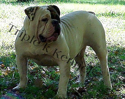 Triple K's Big Tank | Olde English Bulldogge 