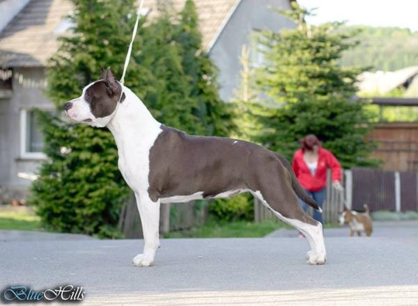 You Are My Love S Almaznogo Ostrova | American Staffordshire Terrier  You Are My Love S Almaznogo Ostrova | American Staffordshire Terrier