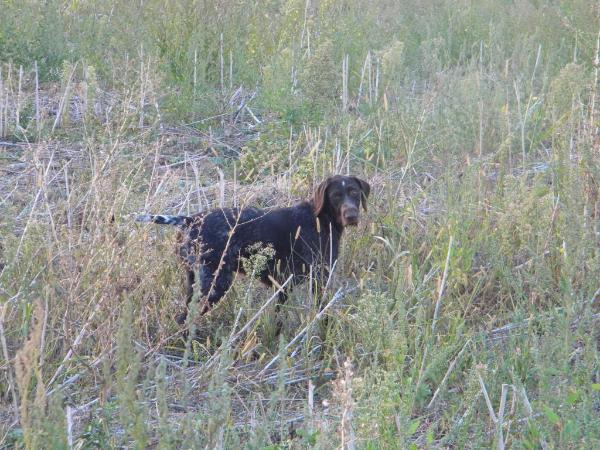 CRINA VON JAGDBOL | German Wirehaired Pointer 