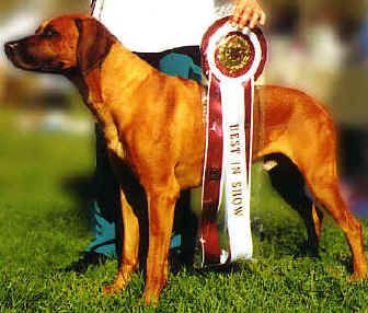 Bearstar Doulen Ko ET ROM | Rhodesian Ridgeback 