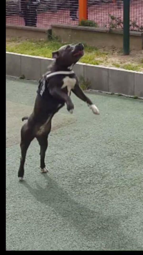 jilo-blue | American Staffordshire Terrier 