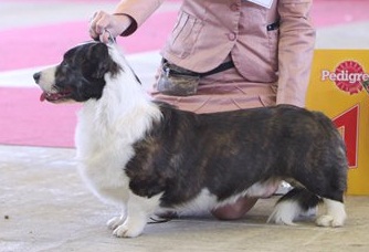 Dannidaks Agat Allukard | Cardigan Welsh Corgi 